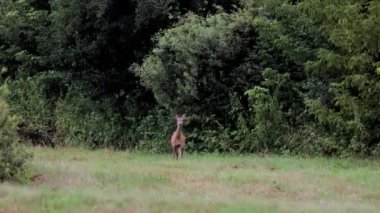 Güzel yumurta geyikleri, Avrupa 'nın doğası ılık bahar ışığı altında.