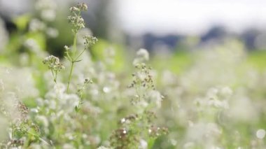 Kırsal ilkbahar manzarası. Çiçekleri, otları ve otları olan taze yeşil çayır. Sıcak öğleden sonra ışığı.