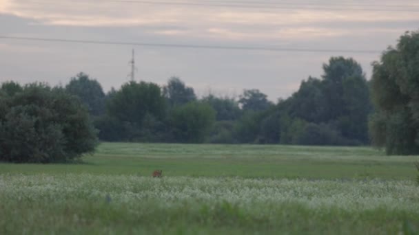 Roe Deers Indah Sifat Eropa Dalam Cahaya Musim Semi Yang Stok Rekaman