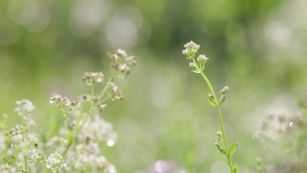 Pemandangan Musim Semi Pedesaan Padang Rumput Hijau Segar Dengan Bunga Stok Rekaman Bebas Royalti