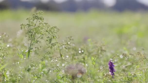 Landelijk Voorjaarslandschap Frisse Groene Weide Met Bloemen Kruiden Gras Warm — Stockvideo