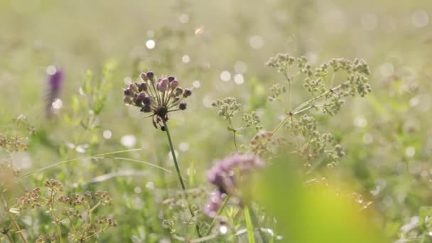 Paisaje Rural Primavera Pradera Verde Fresca Con Flores Hierbas Hierba — Vídeos de Stock