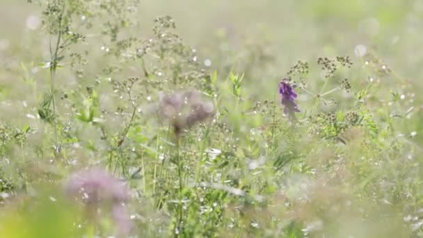 Pemandangan Musim Semi Pedesaan Padang Rumput Hijau Segar Dengan Bunga Stok Video Bebas Royalti