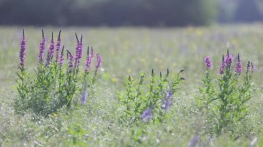 Kırsal ilkbahar manzarası. Çiçekleri, otları ve otları olan taze yeşil çayır. Sıcak öğleden sonra ışığı.