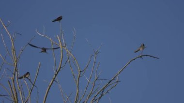 Mavi gökyüzü arka planında ağaç dallarındaki kuşlar