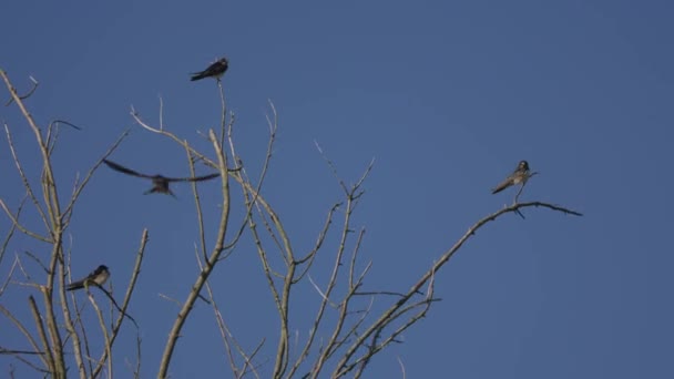 Mavi Gökyüzü Arka Planında Ağaç Dallarındaki Kuşlar Video Klip
