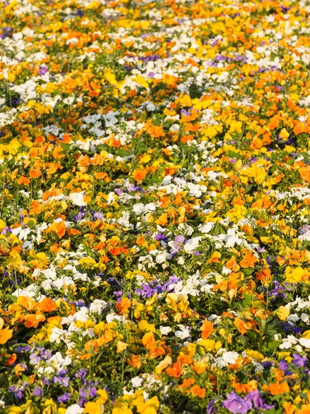 Blooming pansy flowers as background — Stock Photo, Image