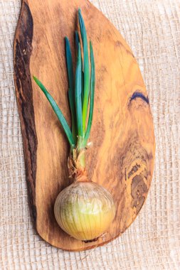 Frenk soğanı taze yeşil Filiz ile soğan ampul