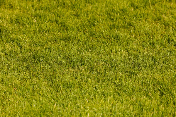 Grüner Rasen im Sonnenlicht. — Stockfoto