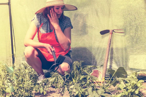 Wanita dengan alat berkebun bekerja di rumah kaca — Stok Foto