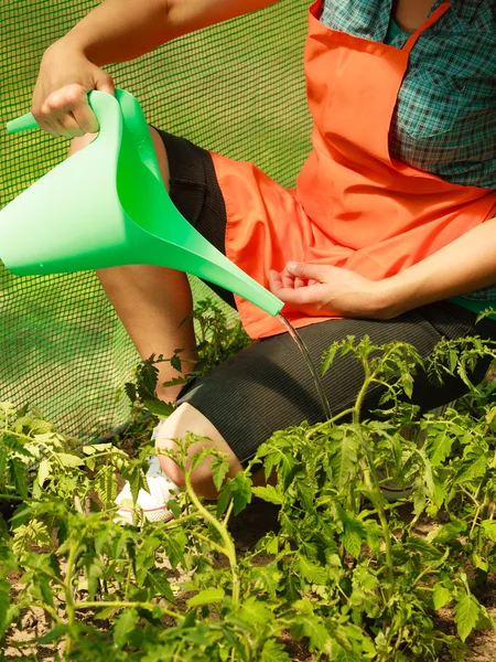 Perempuan menyiram tanaman tomat hijau di rumah kaca — Stok Foto