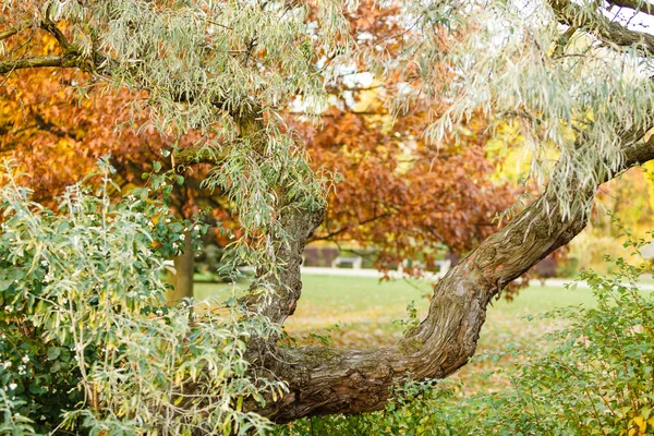 Branche dans un parc coloré . — Photo