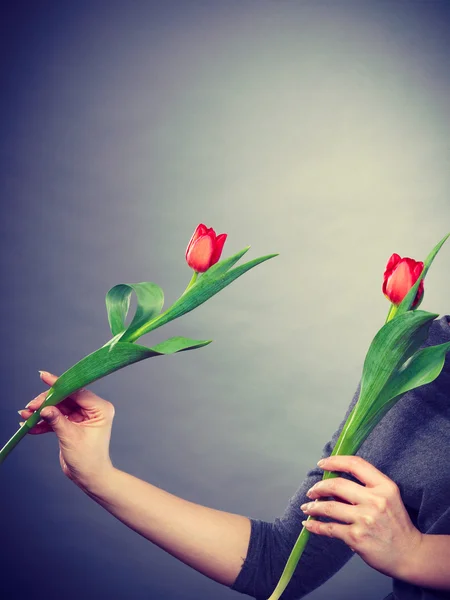 Feminino segurando flor vermelha . — Fotografia de Stock