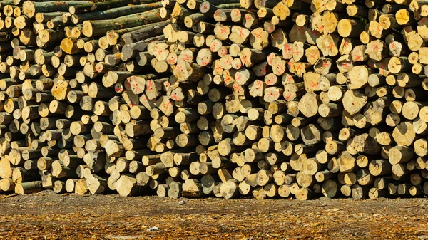 Pile of logs at the port — Stock Photo, Image