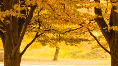 Sonbahar mevsiminde ağaçlar