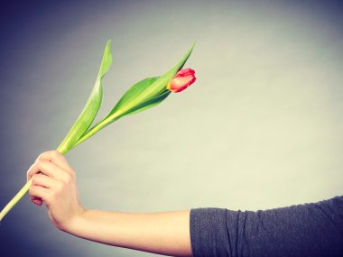 Kadın holding kırmızı ftulip