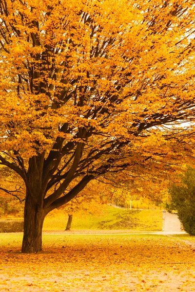 Albero durante stagione autunnale . — Foto Stock