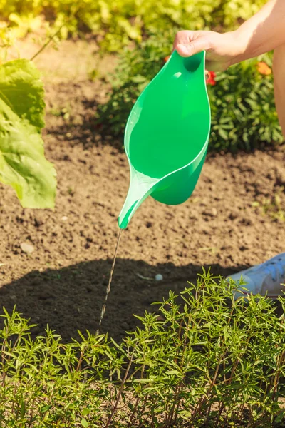 Woman watering plants in garden — Stock Photo, Image