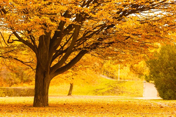 Arbre pendant la saison d'automne . — Photo