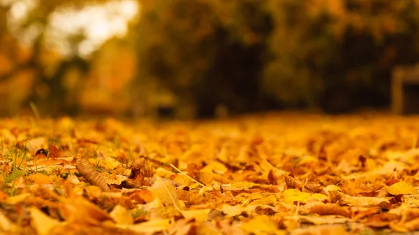 Vegetazione autunnale ricoperta di foglie . — Foto Stock