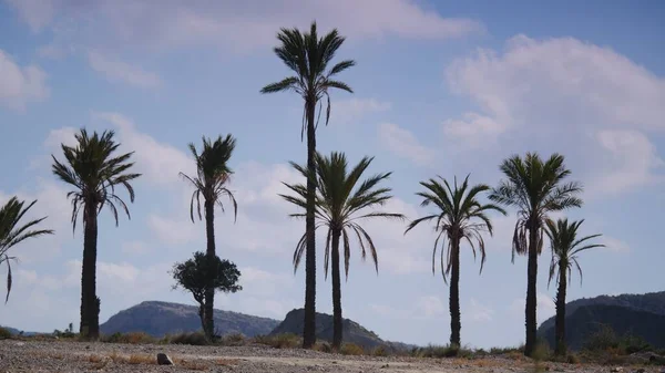 Landscape Palm Trees Sierra Alhamilla Mountain Range Spain — Stock Photo, Image