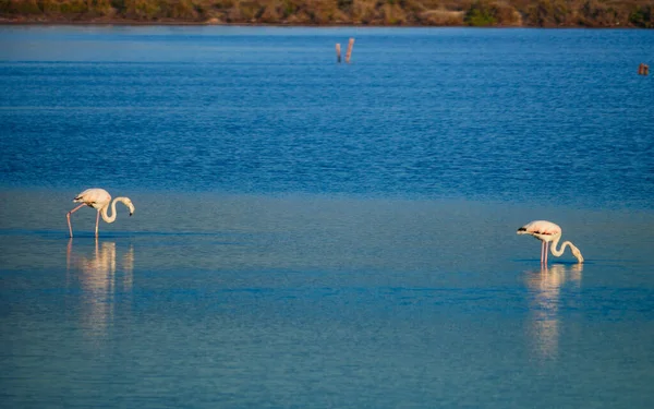 Flamingos Vagueando Água Reserva Regional Las Salinas San Pedro Del — Fotografia de Stock