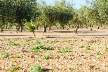 Geleneksel zeytin ağaçları çiftliği. İspanyol doğa manzarası