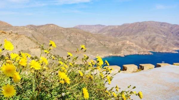 Kayalıklarda Yetişen Sarı Çiçekler Akdeniz Manzarası — Stok fotoğraf