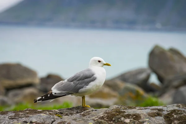 Steenkust Met Meeuwenvogel Lofoten Eilanden Noorwegen Weer Bewolkt Wilde Noordelijke — Stockfoto