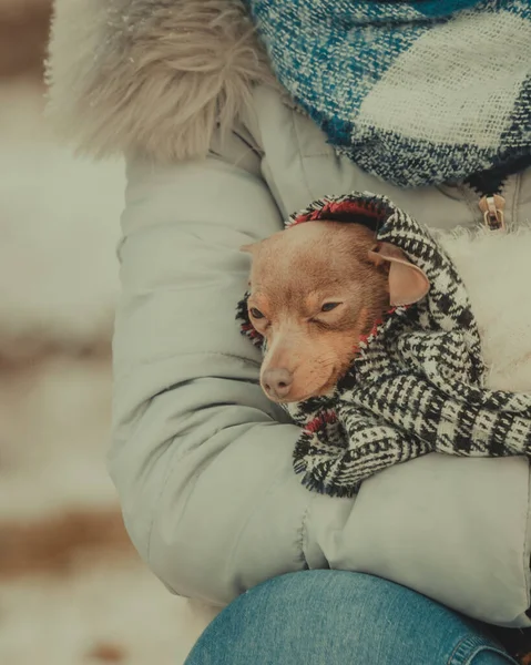 Kvinna Lindade Sin Bästa Vän Lilla Hund Varm Filt Halsduk — Stockfoto