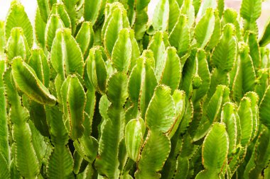 Costa de Sol, İspanya 'da kaktüsün yakın çekim detayı.