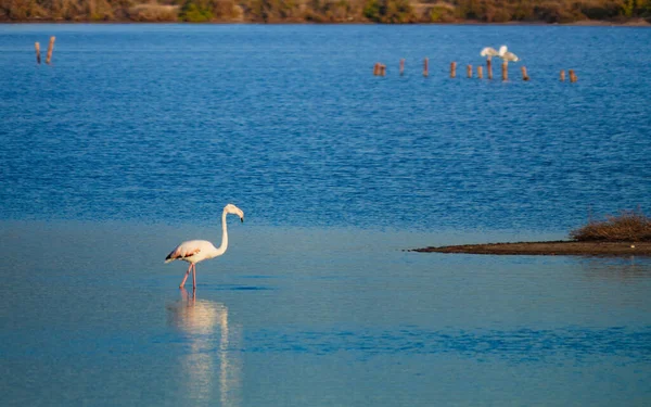 Flamingo Vagueando Água Reserva Regional Las Salinas San Pedro Del — Fotografia de Stock