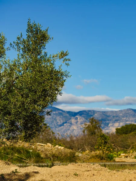 Olijfboom Tegen Spaans Berglandschap — Stockfoto