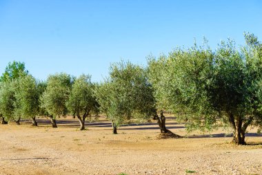 Geleneksel zeytin ağaçları çiftliği. İspanyol doğa manzarası