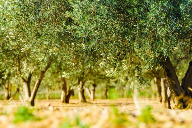 Geleneksel zeytin ağaçları çiftliği. İspanyol doğa manzarası