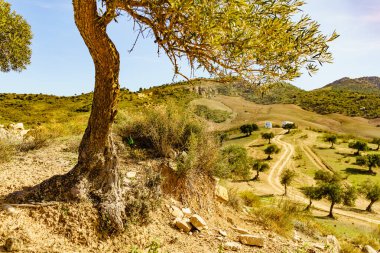 İspanyol doğa manzarası. Uzakta kamp yapan yaşlı zeytin ağaçları ve karavanlar. Guadalhorce Barajı, Endülüs İspanya