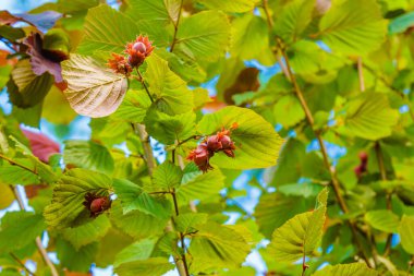Genç fındık bahçedeki ağaçta yetişir..