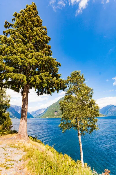 Norwegian Landscape Trees Water Fjord Shore Mountains Background — Stock Photo, Image