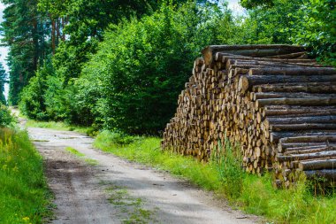 Ormanda kereste kesiyorum. Taze kesilmiş ağaç kütükleri birikti. Sanayi için ahşap depolama.