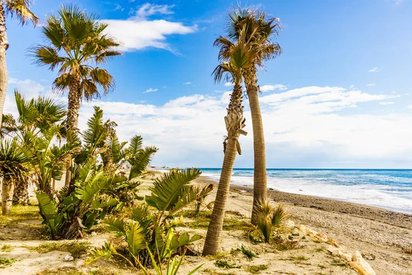 Seaside landscape. Carchuna sandy beach with palm trees. Costa tropical, province Granada. Andalucia Spain.