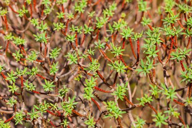 Küçük dalların küçük yapraklarıyla detaylandırılmış. Makro doğa, arkaplan ve doku kalıbı kavramı
