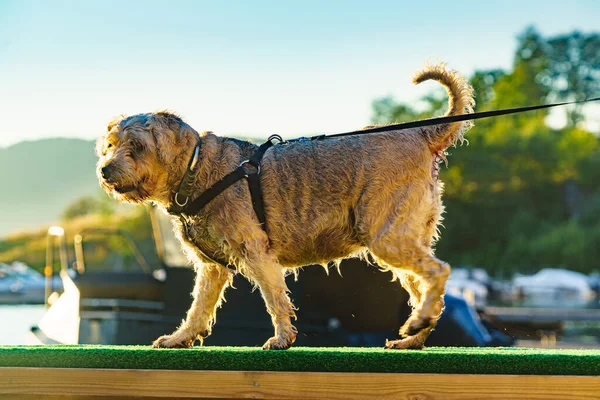 海岸のぬれた白い犬 — ストック写真