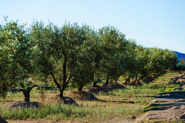 Geleneksel zeytin ağaçları çiftliği. İspanyol doğa manzarası
