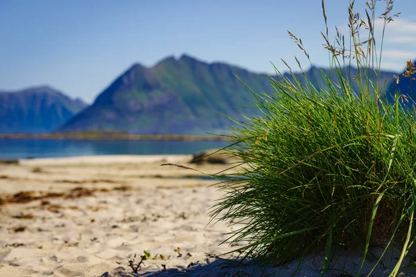 Costa Ilha Gimsoya Gimsoysand Praia Areia Verão Condado Nordland Arquipélago — Fotografia de Stock