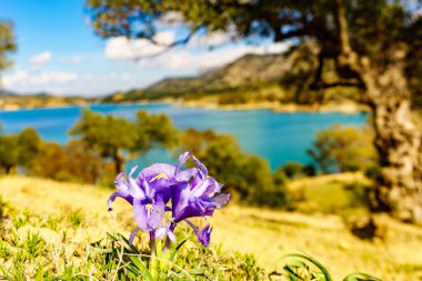 Guadalhorce Reservoir, Malaga, Endülüs, İspanya 'da doğa üzerine mor kır çiçeği