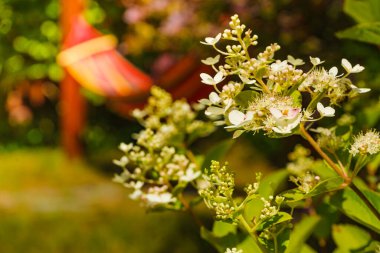 Bahçede çiçekler ve arka planda dinlenmek için hamak..