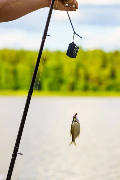 Crucian Fish Caught Bait Lake Hanging Hook Fishing Rod — Stock Photo, Image