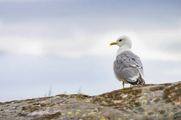 Norveç Teki Lofoten Adalarında Martı Kuşuyla Taştan Deniz Kıyısında Hava — Stok fotoğraf