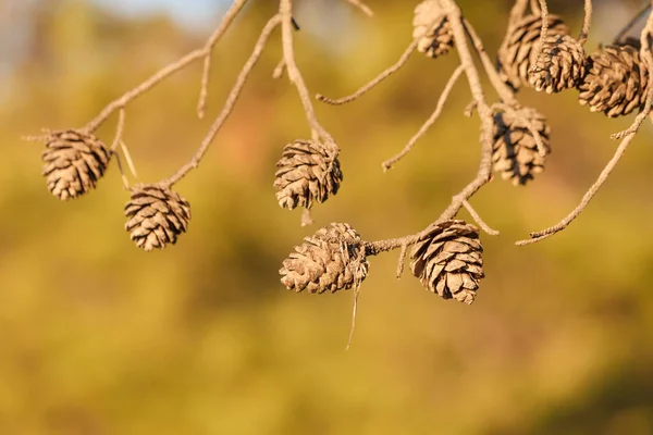 在针叶树树枝上的锥形物 秋季活动详情 — 图库照片