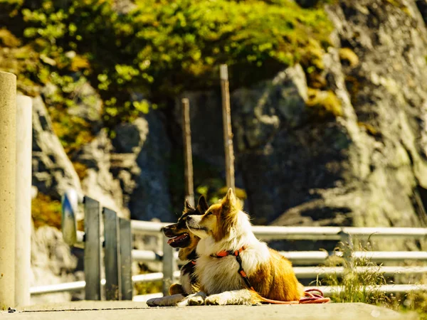 自然公園で黒と茶色の2匹の犬 — ストック写真